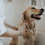 Shampoing de grand-mère pour chien : nos astuces pour les meilleurs résultats !