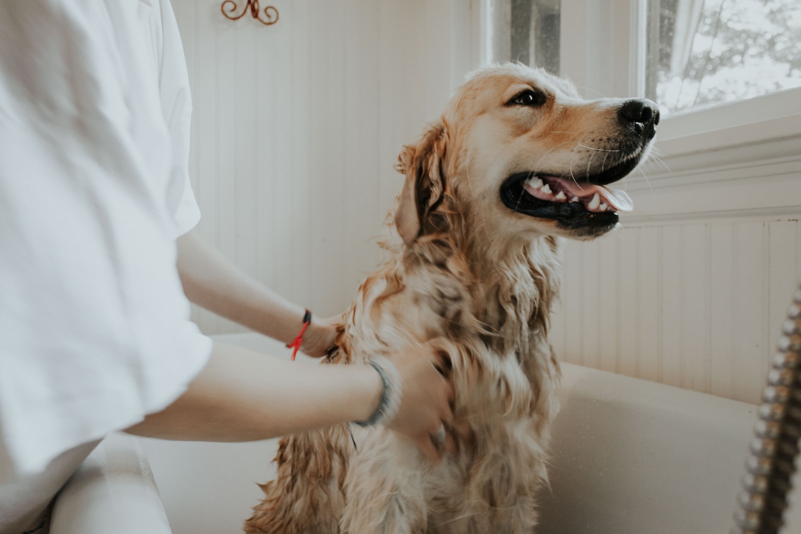 Shampoing de grand-mère pour chien : nos astuces pour les meilleurs résultats !